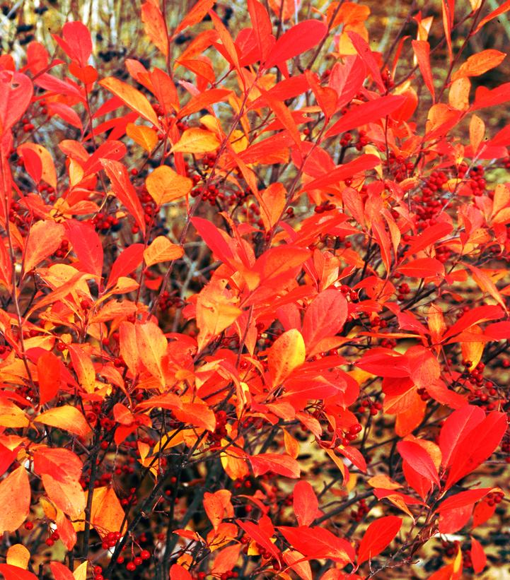 Aronia arbutifolia Brilliantissima