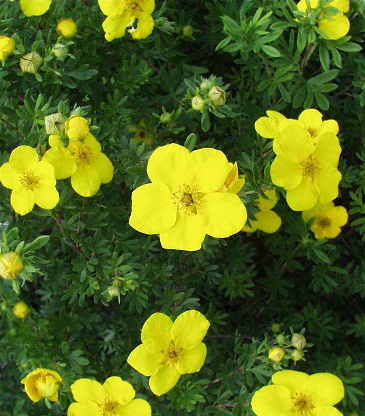 Potentilla fruticosa Goldfinger