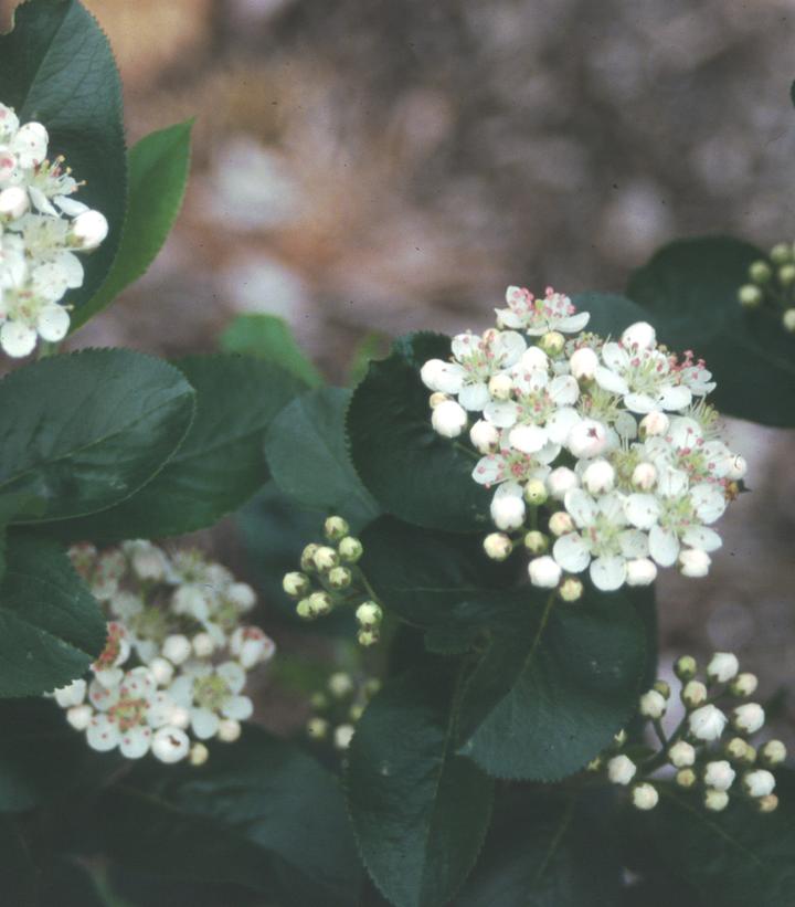 Aronia melanocarpa 'Viking'