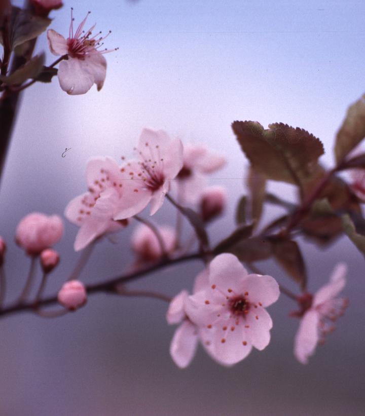 Prunus cerasifera 'Thundercloud'