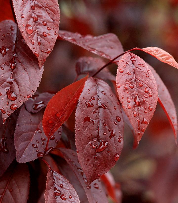 Prunus cerasifera 'Thundercloud'