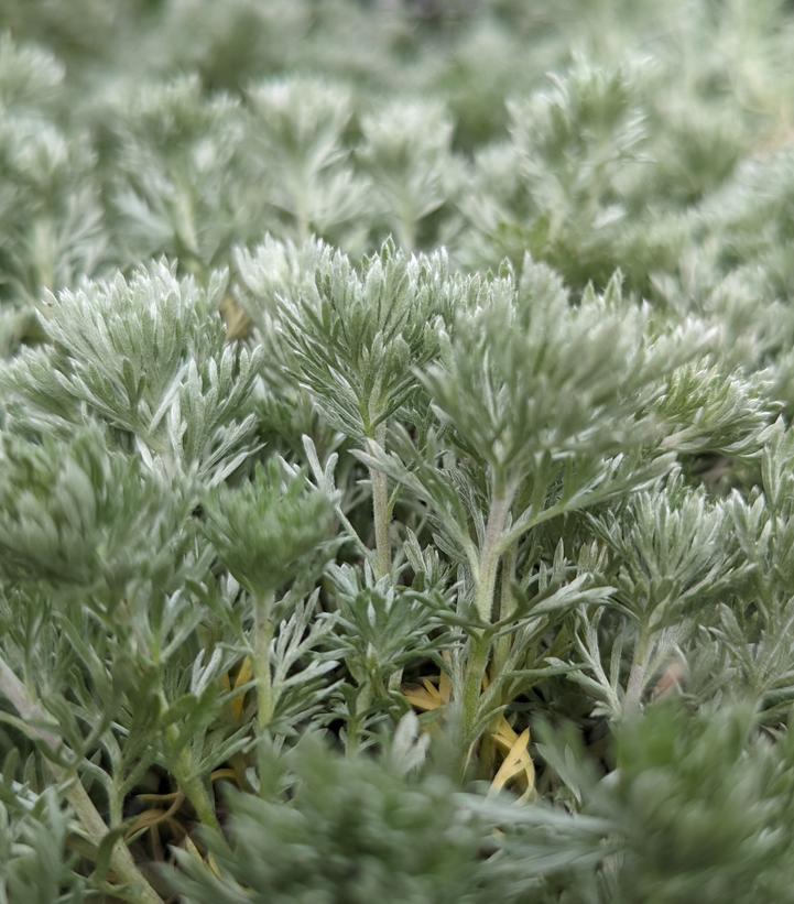 Artemisia schmidtiana Silvermound