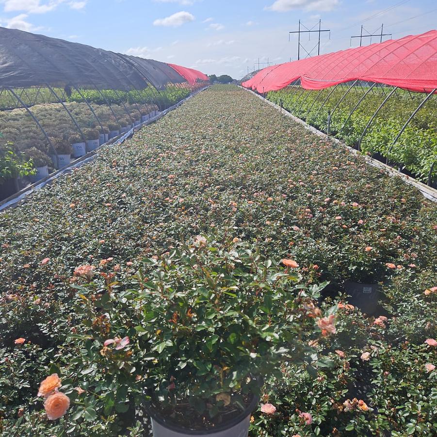 Rosa Apricot Drift®