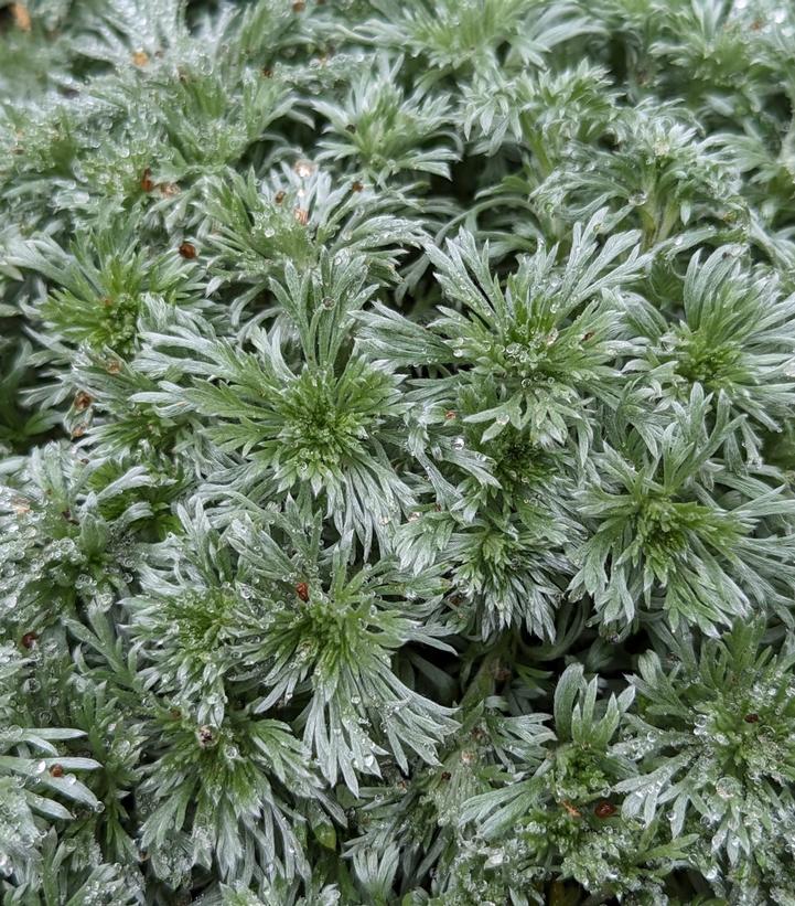 Artemisia schmidtiana Silvermound