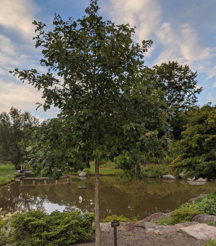 Quercus bicolor 