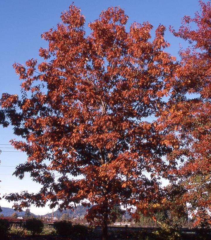 Quercus rubra 