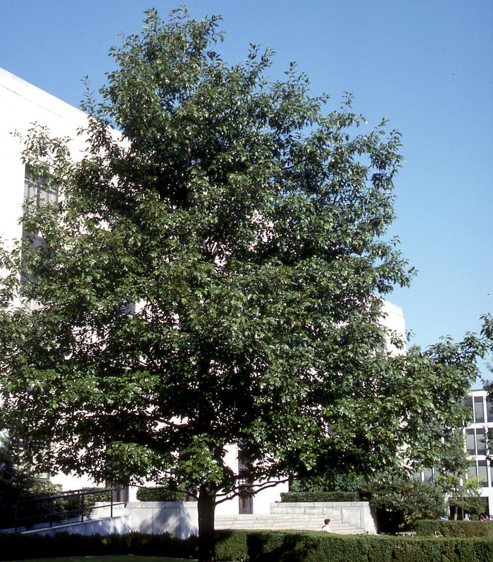 Quercus rubra 