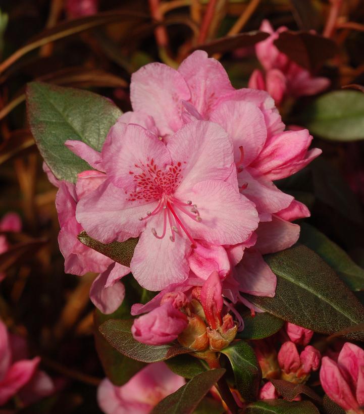 Rhododendron Aglo