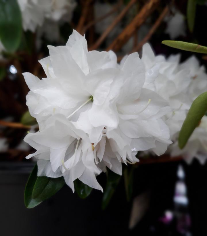 Rhododendron April Snow