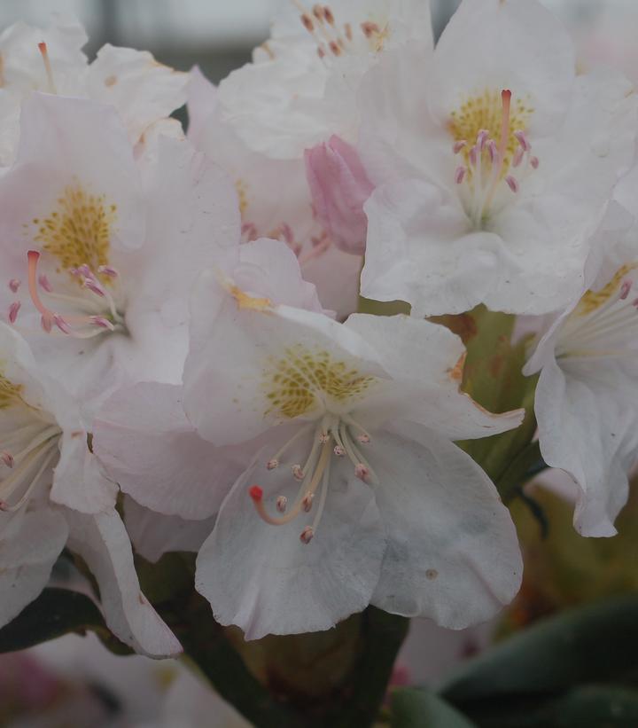 Rhododendron cat. Album