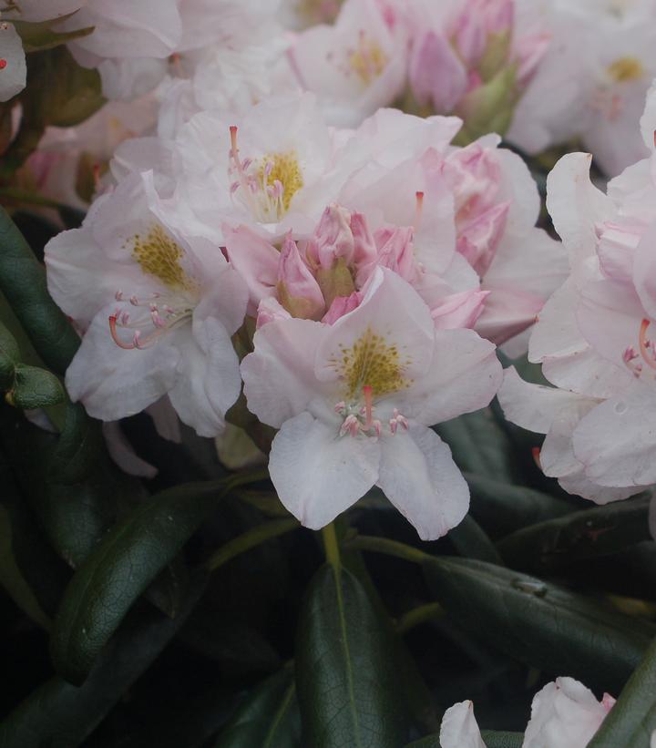 Rhododendron cat. Album