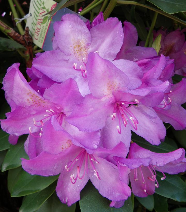 Rhododendron cat. Boursault