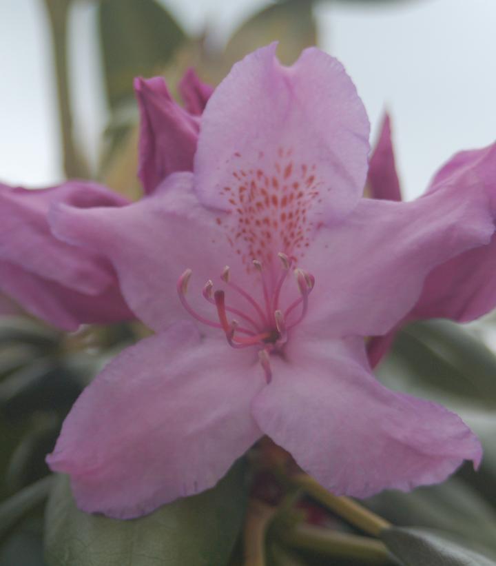 Rhododendron cat. Boursault