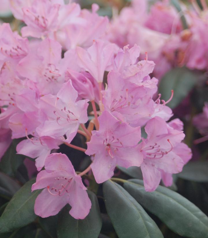 Rhododendron cat. 'English Roseum'