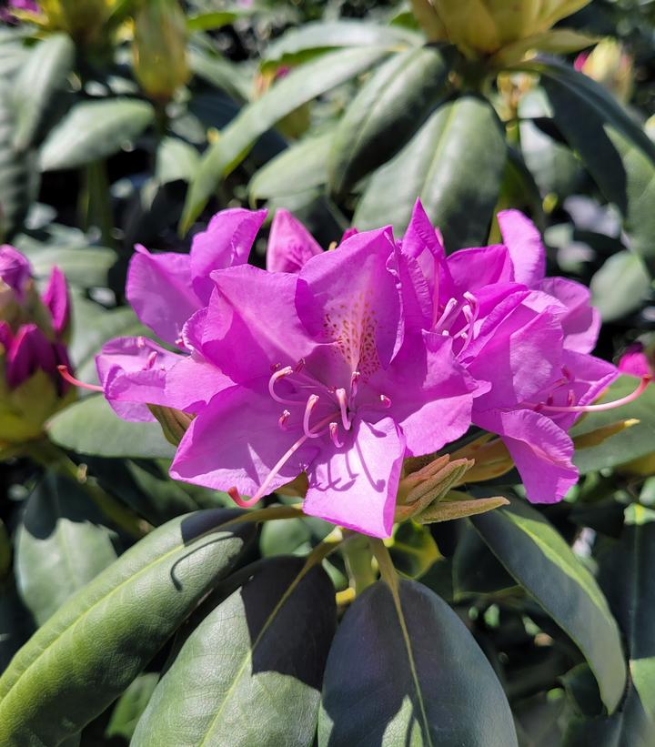 Rhododendron cat. Roseum Elegans