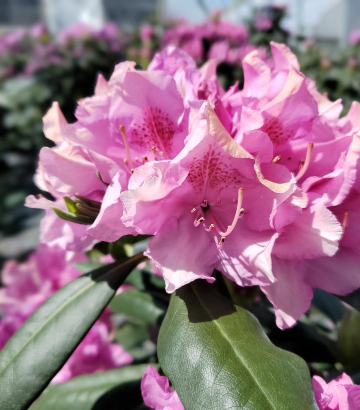 Rhododendron cat. Roseum Elegans