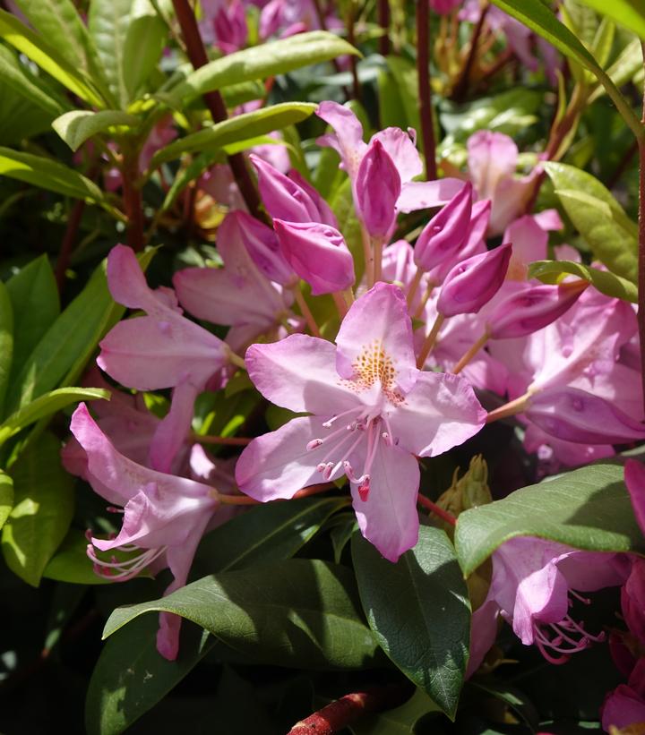 Rhododendron maximum Independence