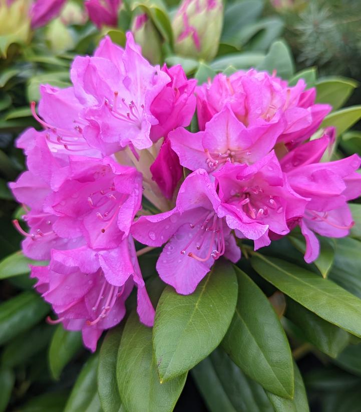 Rhododendron maximum Roseum
