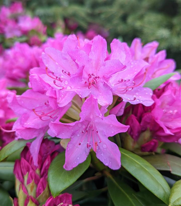 Rhododendron maximum Roseum
