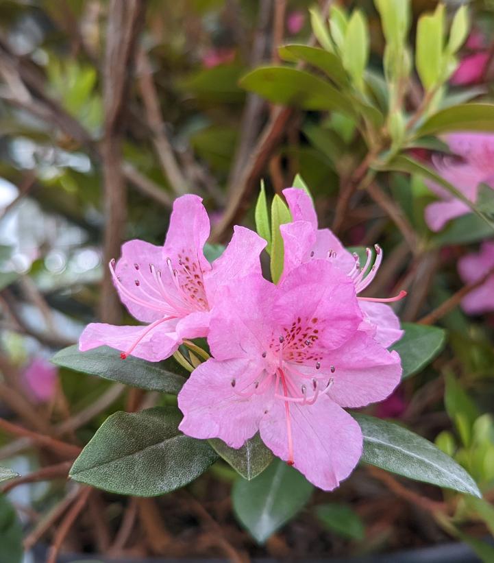 Rhododendron Olga Mezitt