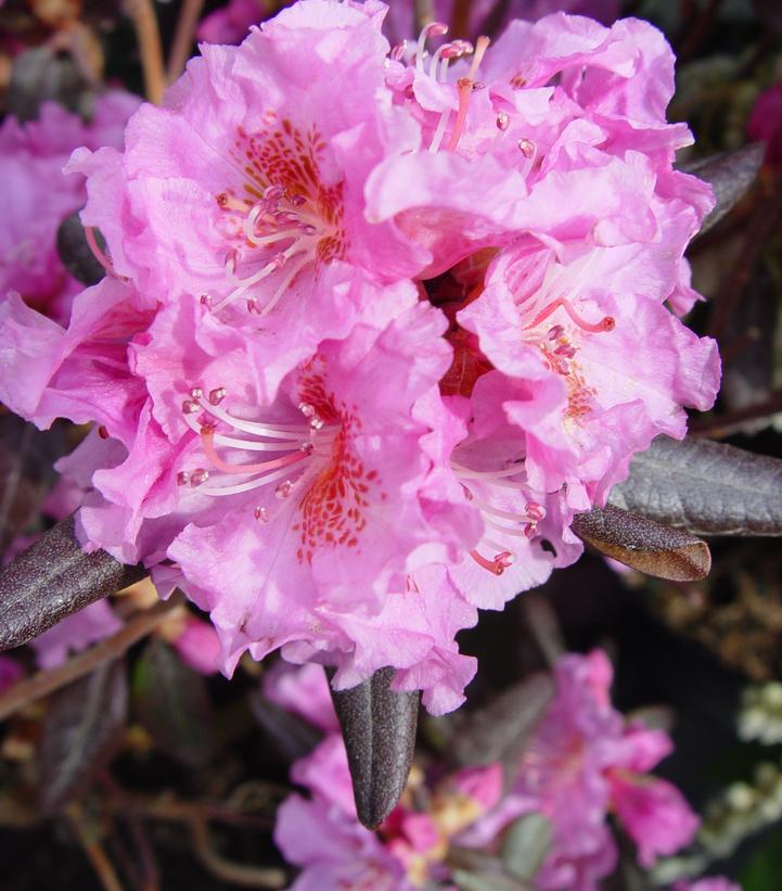 Rhododendron X Midnight Ruby