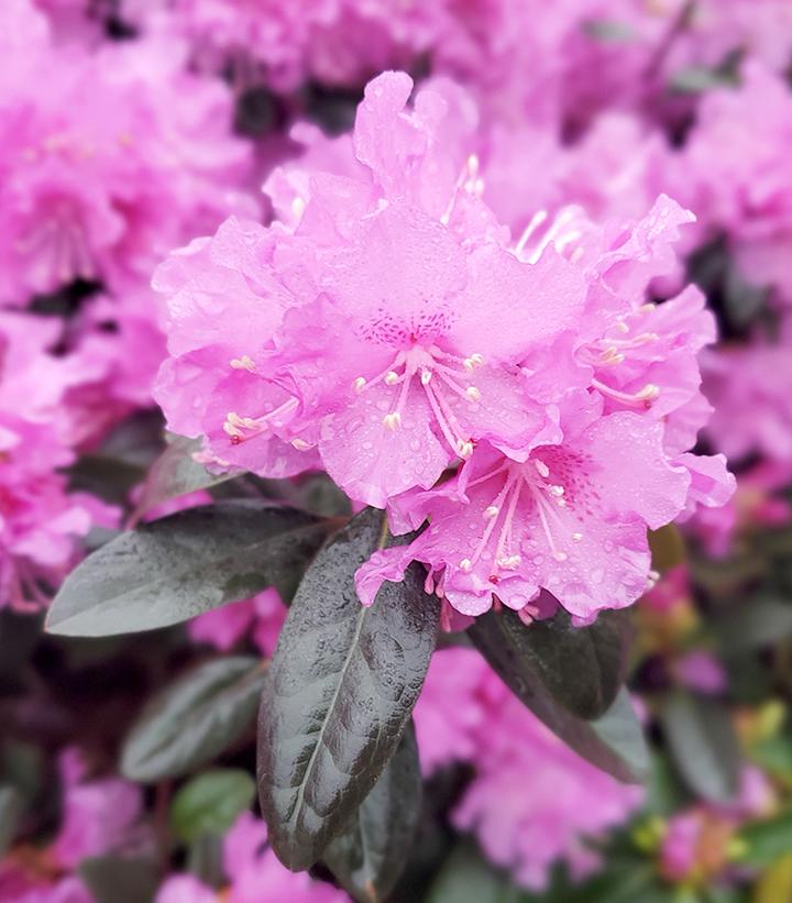 Rhododendron X PJM Elite