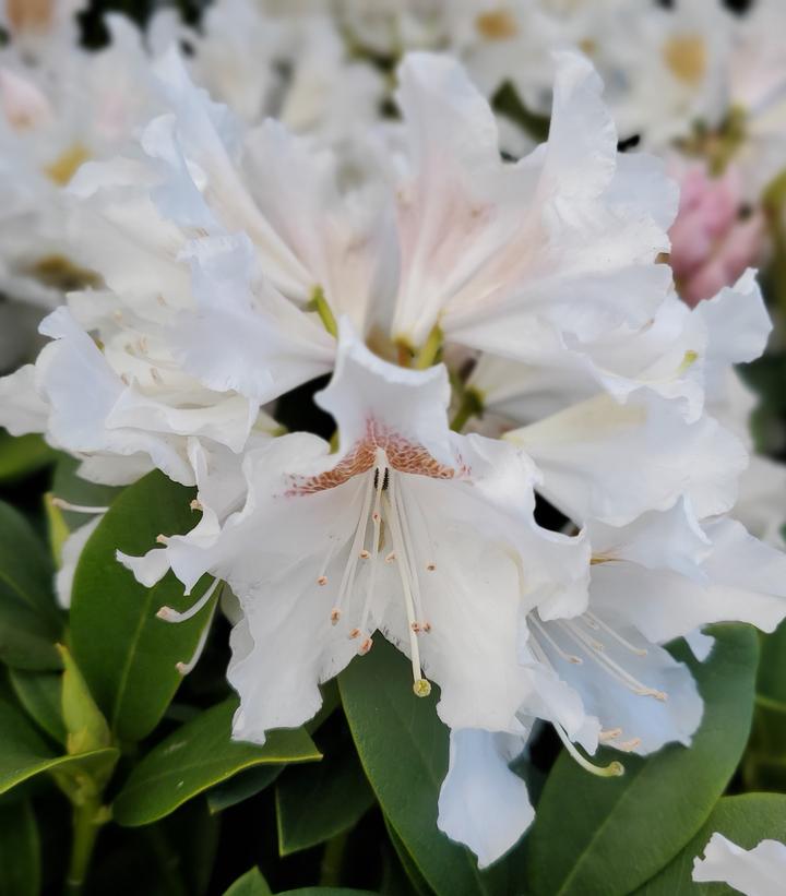 Rhododendron cat. Cunninghams White