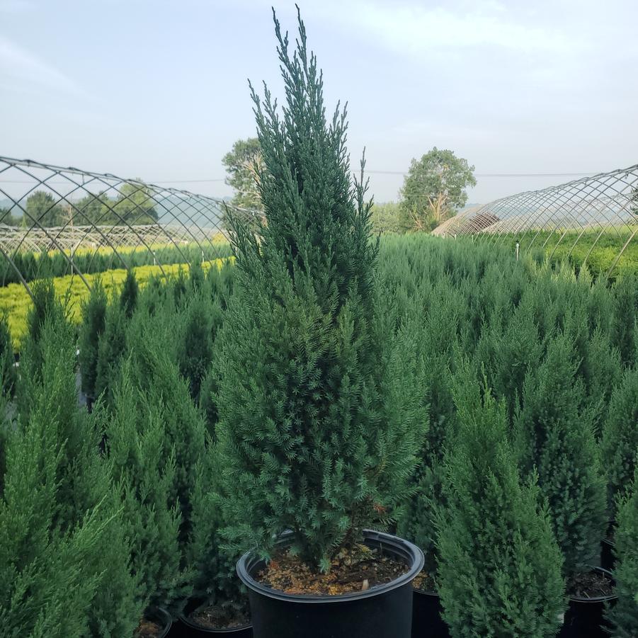 Juniperus chinensis Blue Point