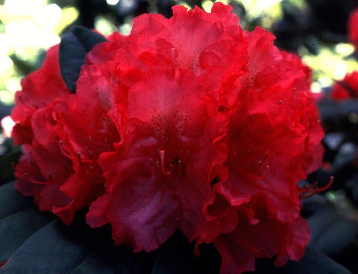 Rhododendron 'Hot Dawn'