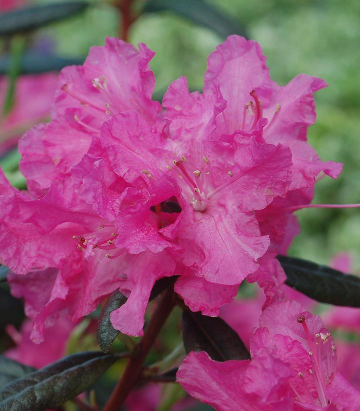 Rhododendron Landmark