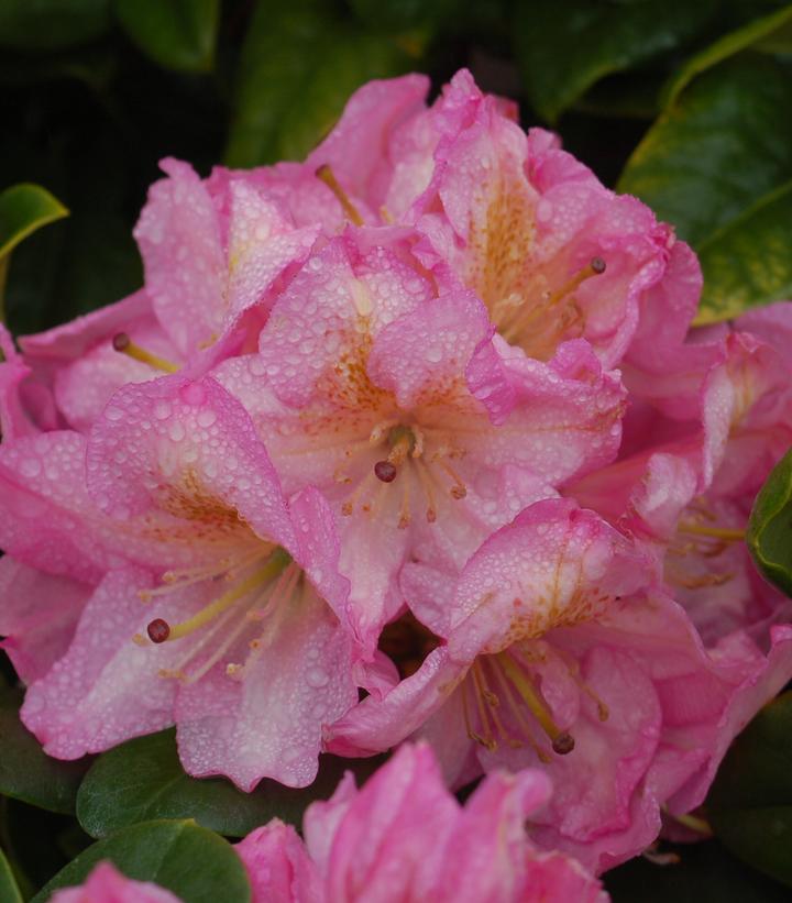 Rhododendron 'Scintillation'