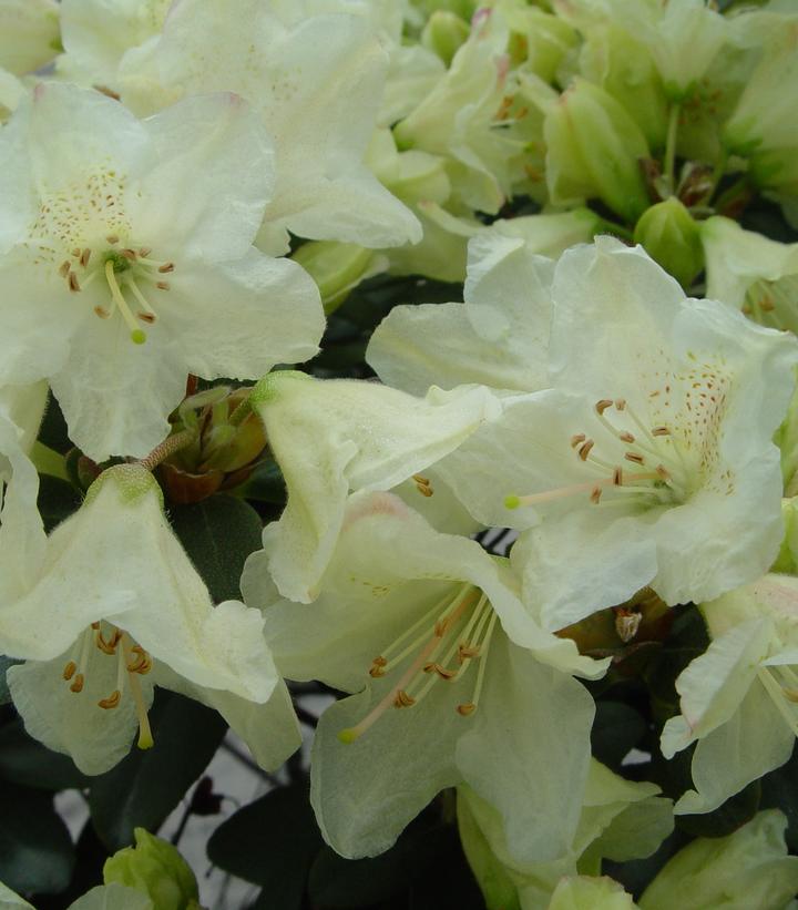 Rhododendron Towhead