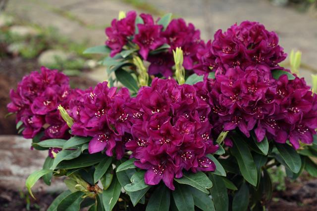 Rhododendron Polarnacht