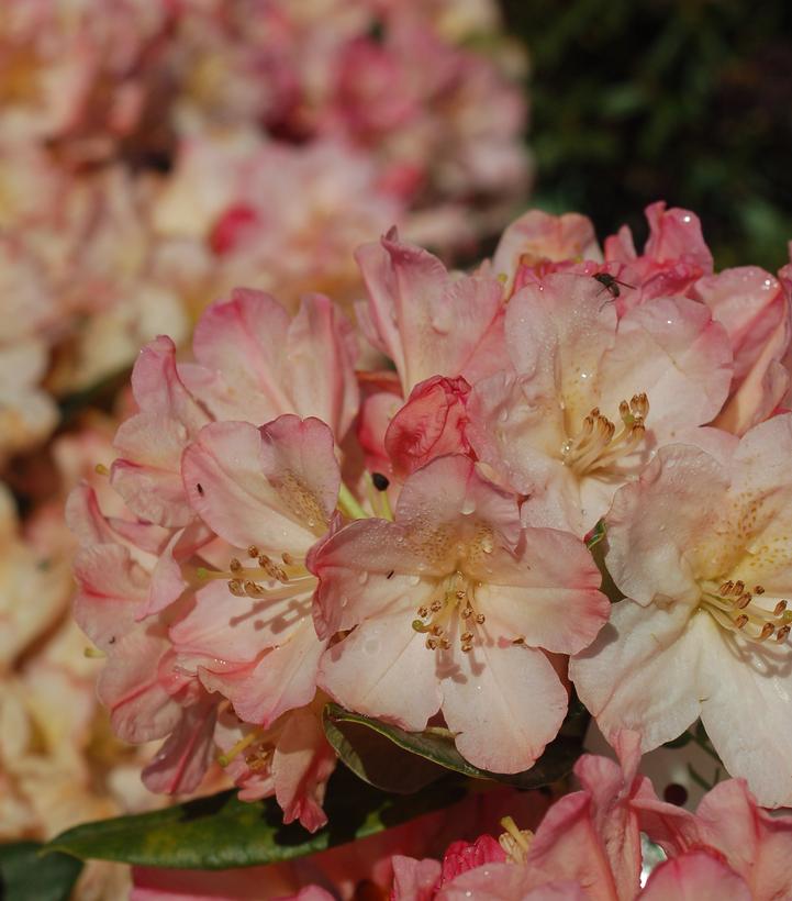 Rhododendron yak. Percy Wiseman