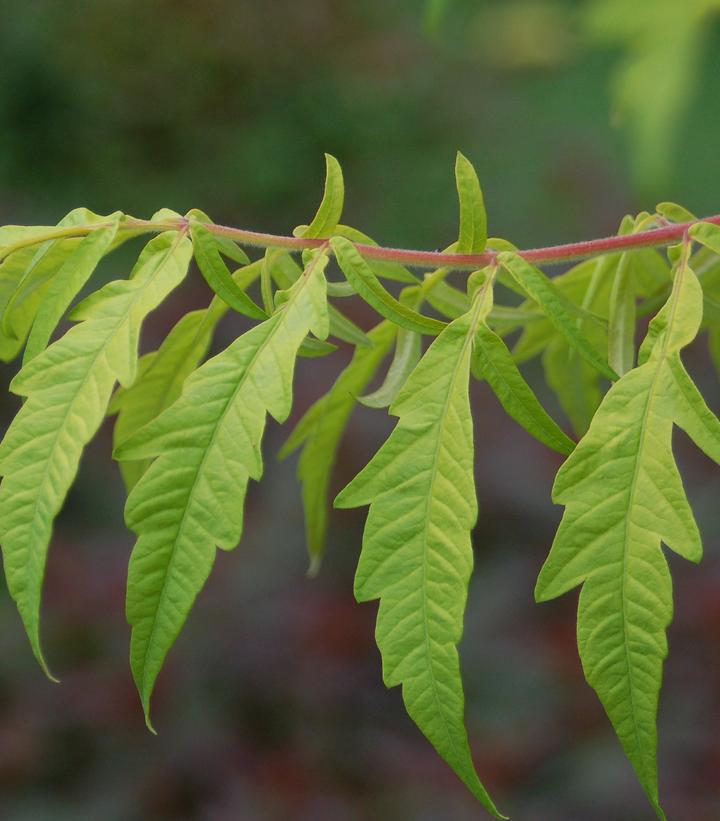 Rhus typhina Tiger Eyes®