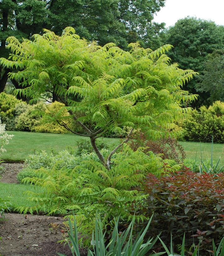 Rhus typhina Tiger Eyes®