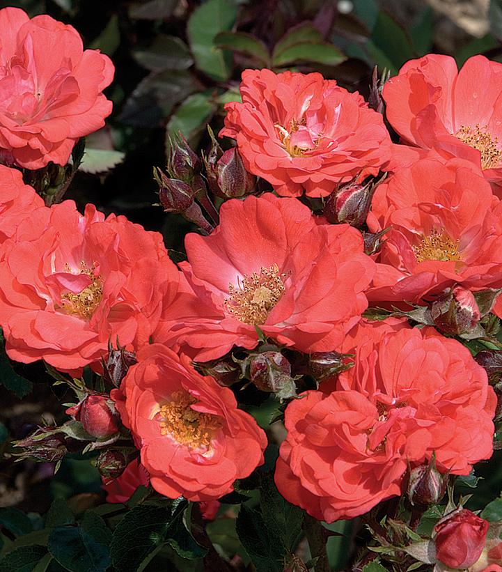 Rosa Coral Drift®