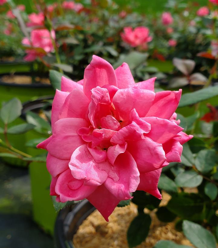 Rosa Knock Out® Double Pink Knock Out®