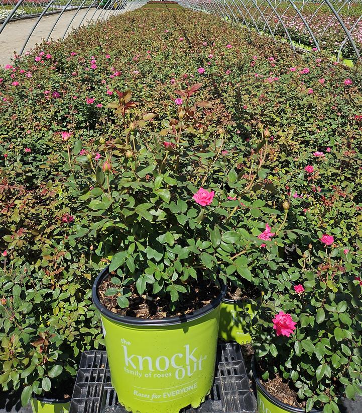 Rosa Knock Out® Double Pink Knock Out®