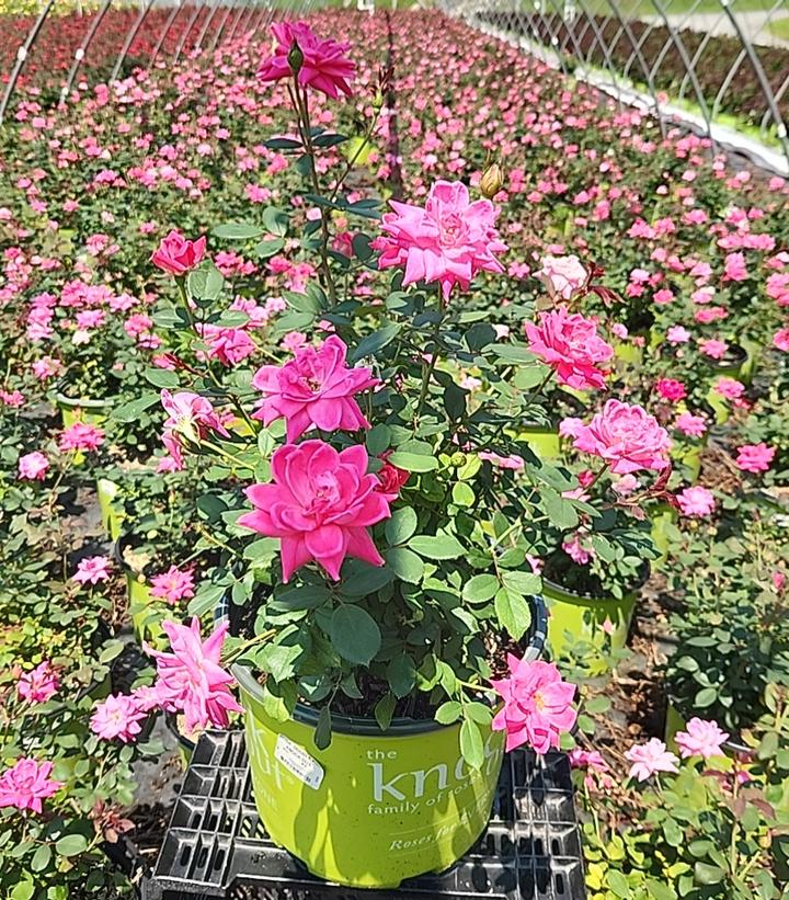 Rosa Knock Out® Double Pink Knock Out®