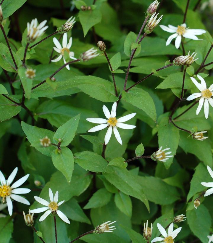 Aster divaricatus 