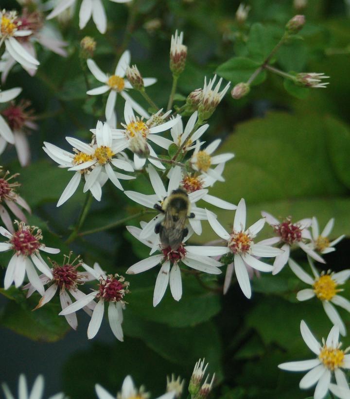 Aster divaricatus 