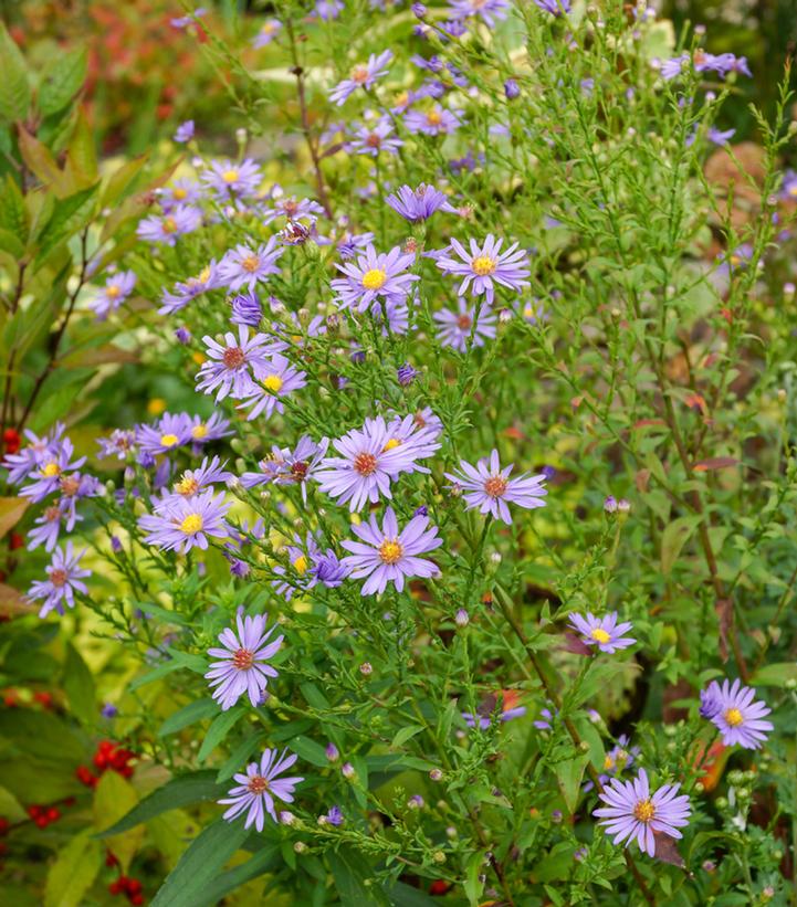 Aster laevis Bluebird