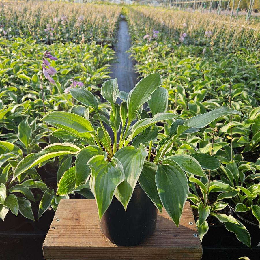 Hosta 'Tambourine'