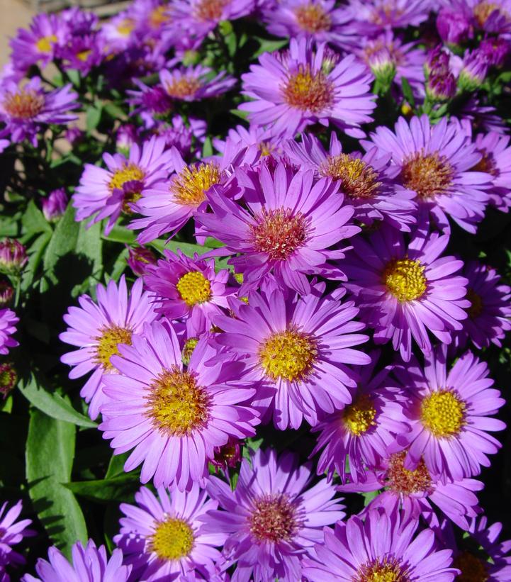 Aster Woods Purple