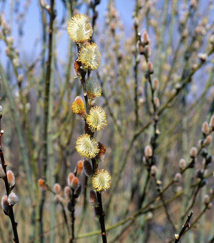 Salix discolor 