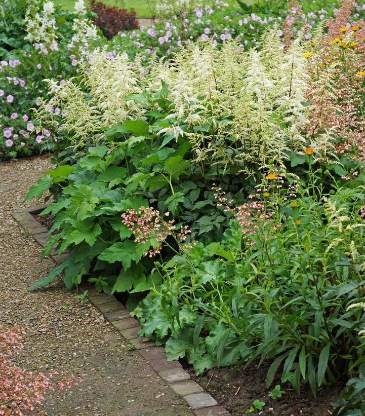 Astilbe arendsii Bridal Veil