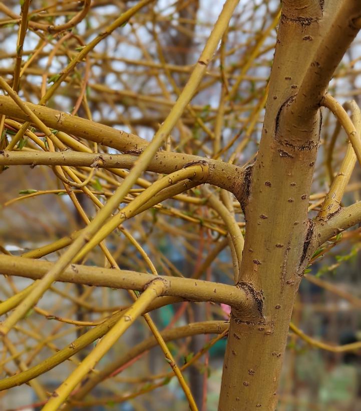 Salix niobe 