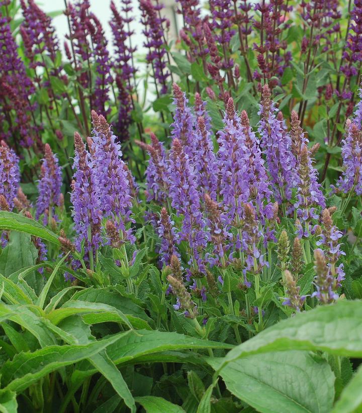 Salvia x sylvestris Blue Hill