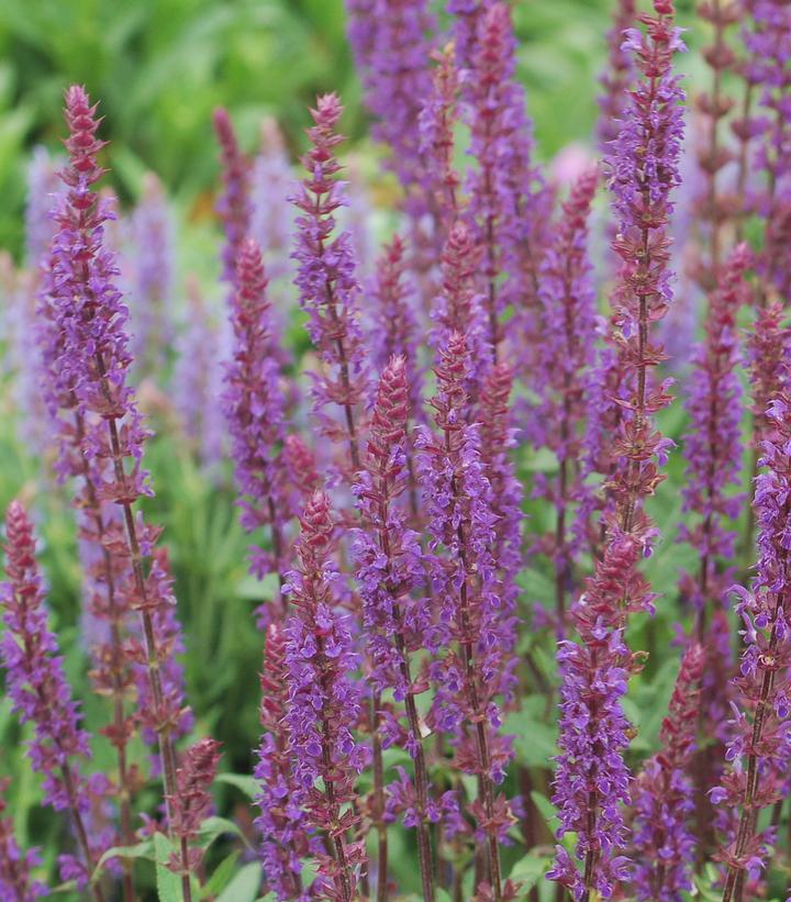 Salvia nemorosa Caradonna